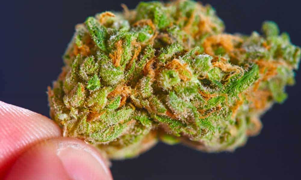California Releases Long-Awaited Marijuana Regulations High