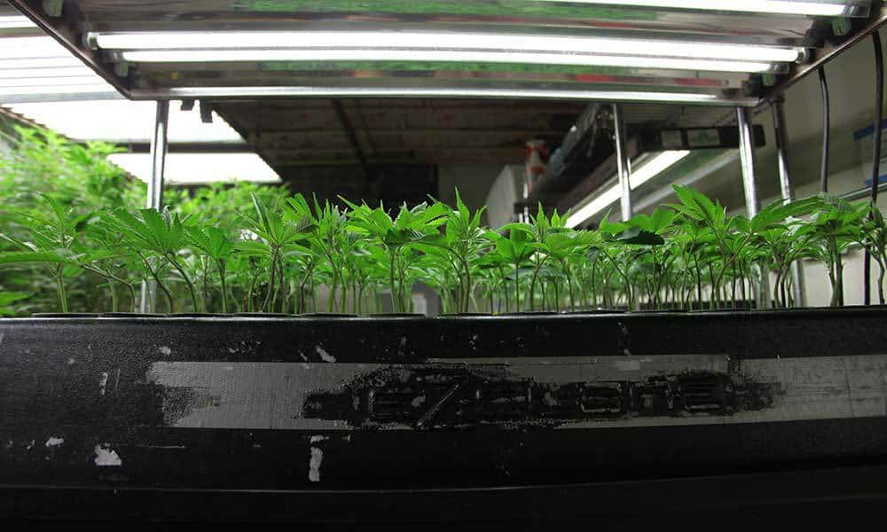 How To Choose Nutrients For Cuttings And Young Clones