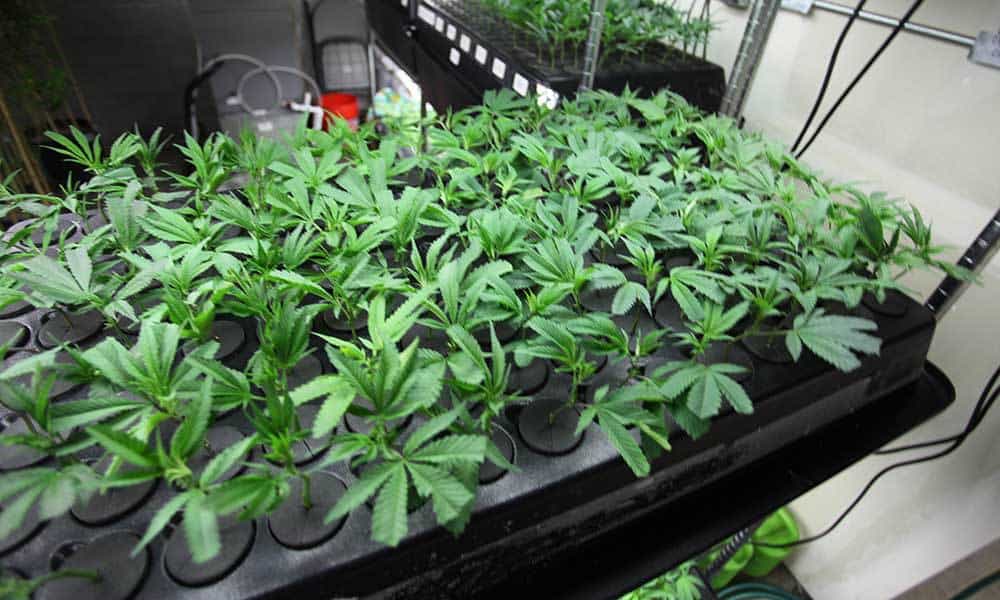 How To Choose Nutrients For Cuttings And Young Clones