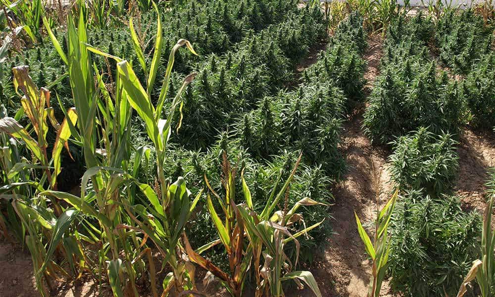 Outdoor Marijuana Growing For Beginners