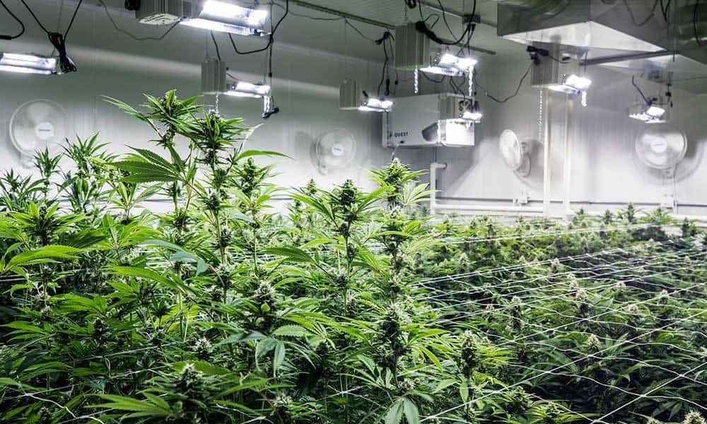 What’s The Best Grow Room Dehumidifier For Your Setup?