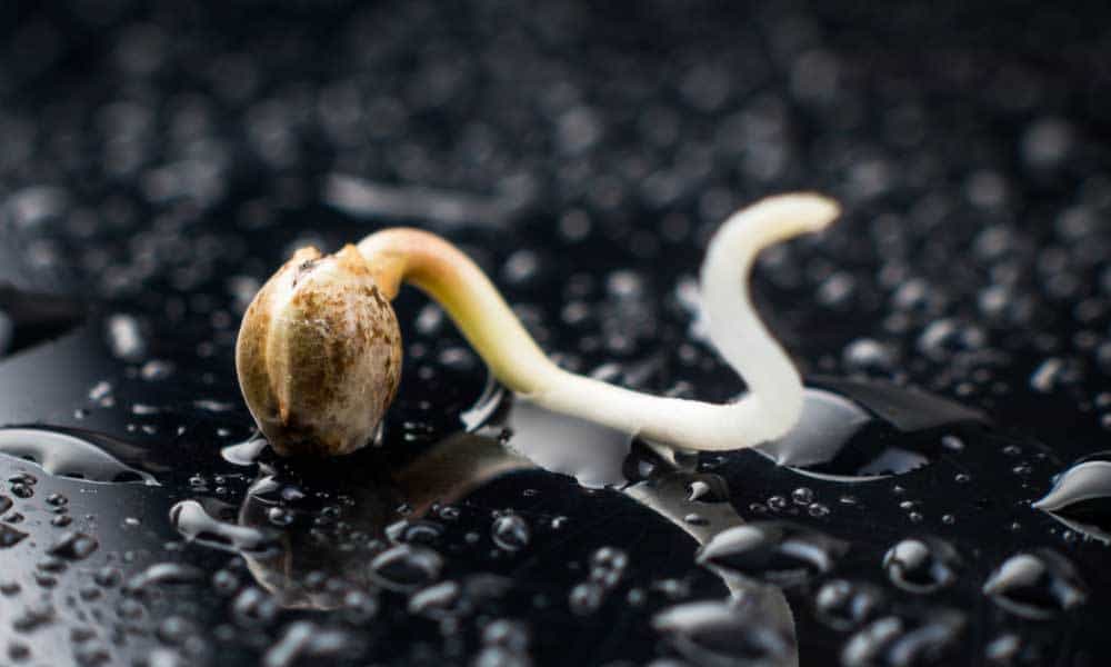 How To Germinate Cannabis Seeds A Step by Step Guide High Times