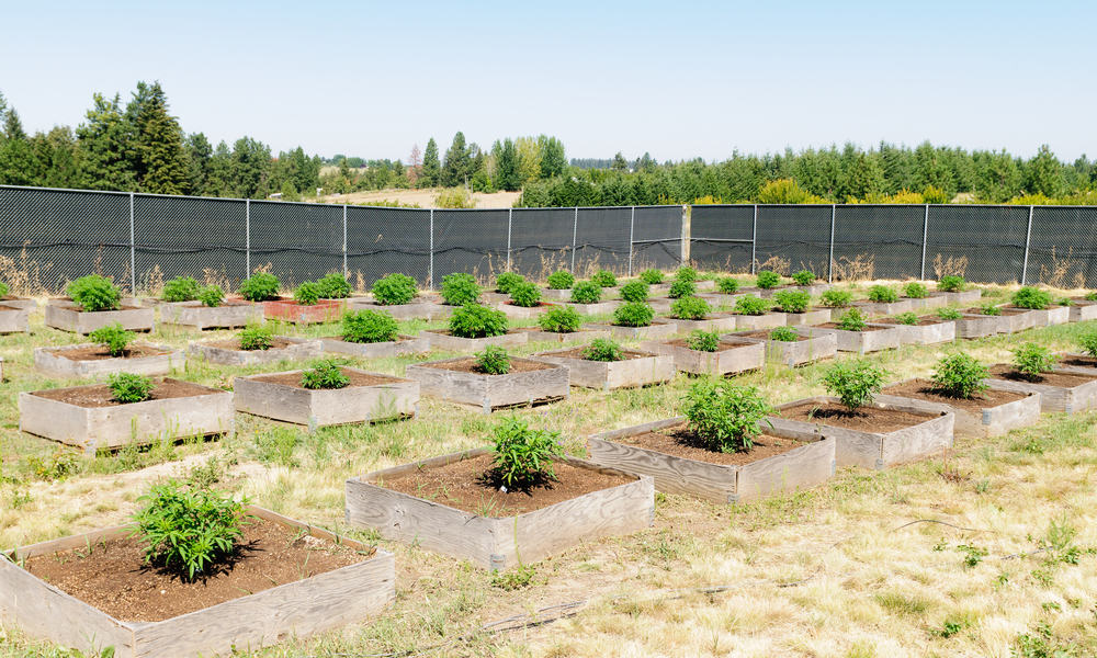 Does Marijuana Farming Hurt The Environment?