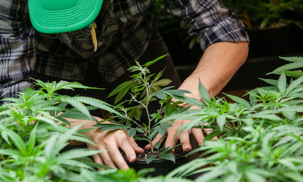 Does The Missouri Constitution Actually Protect Pot Farmers?