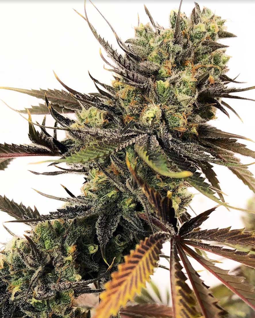 The High Times Interview: Compound Genetics