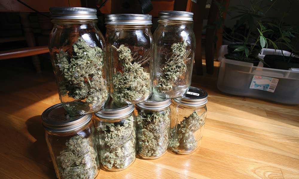 Cannabis Quest: How To Select Perfect Pot Products