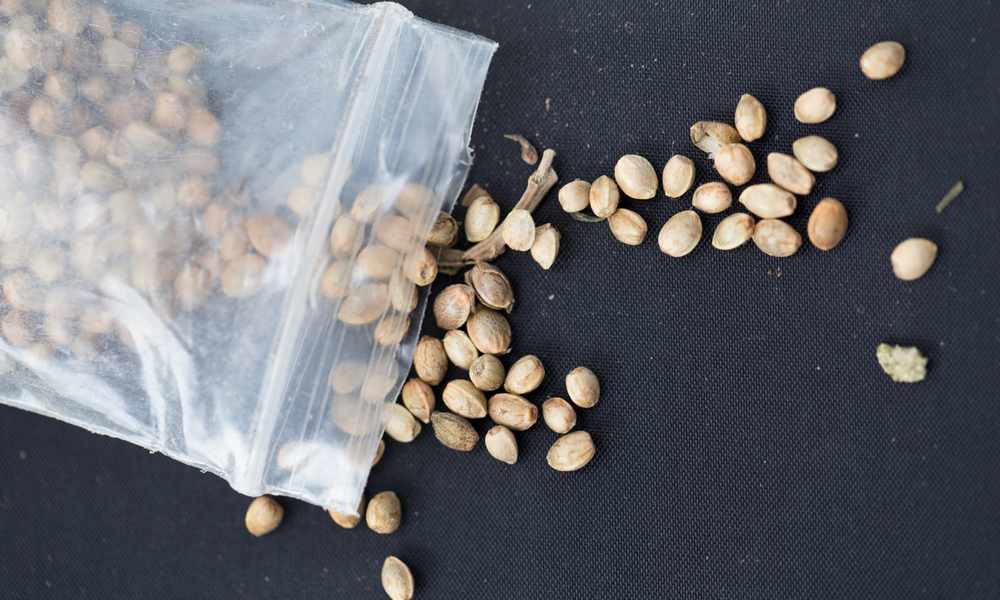 How To Produce Feminized Seeds