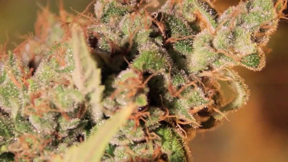 The 10 Best Weed Strains To Ring In The New Year