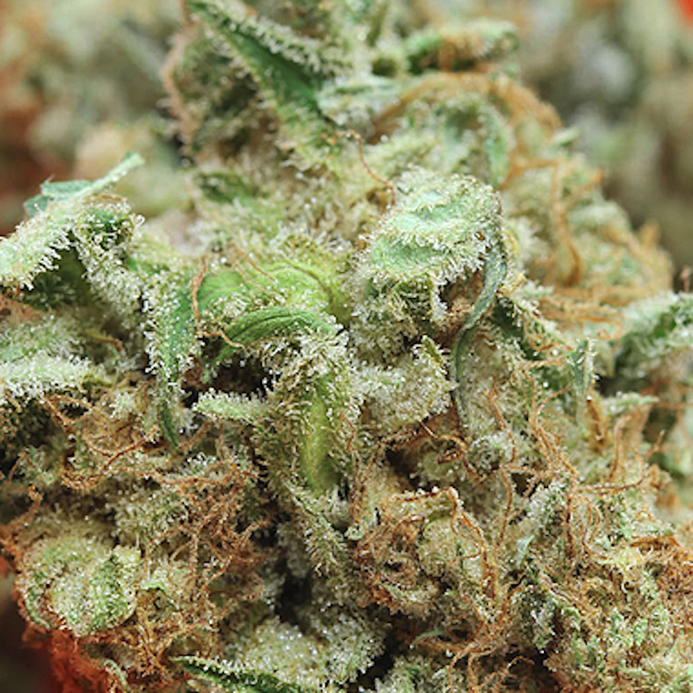 The 10 Best Weed Strains To Ring In The New Year