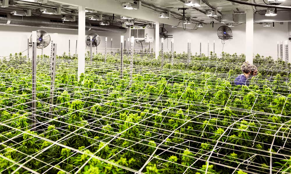 Perfectly Prepared: How To Nail Grow Room Climate Control ...