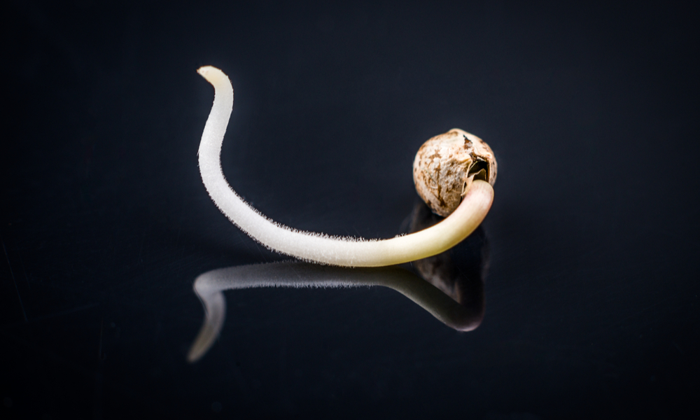 How To Germinate Cannabis Seeds: A Step-by-Step Guide