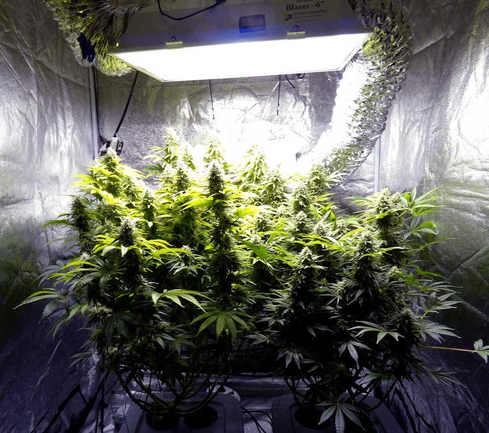 How To Grow Weed: A Step-by-Step Guide For Beginners