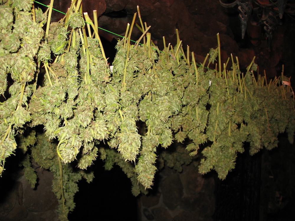 How To Grow Weed: A Step-by-Step Guide For Beginners