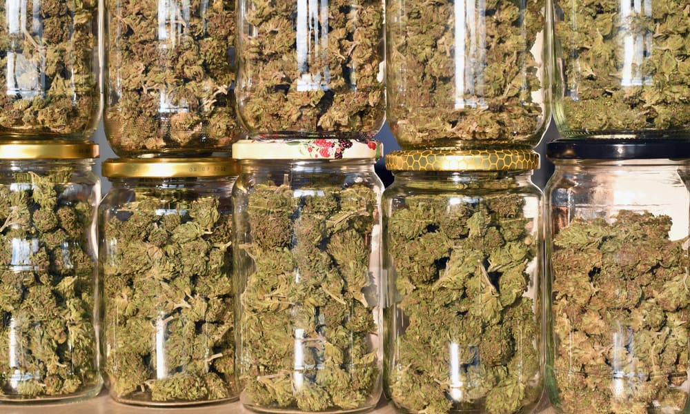 The Connoisseur's Guide To Harvesting Weed Plants