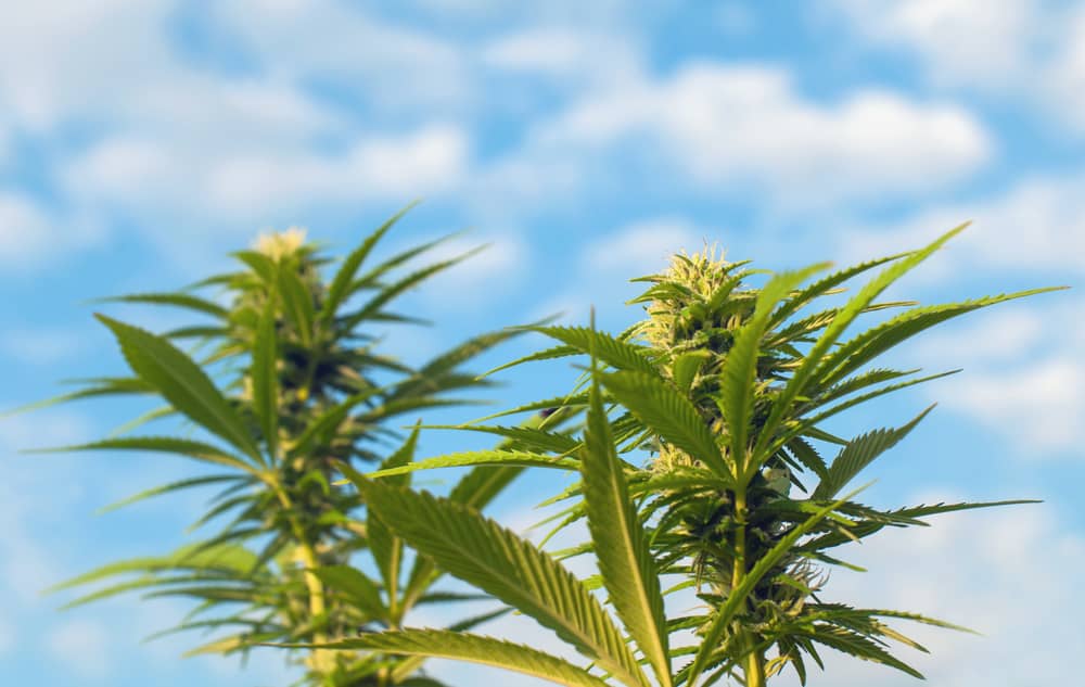 Everything You Need To Know About Marijuana: What Is Cannabis?