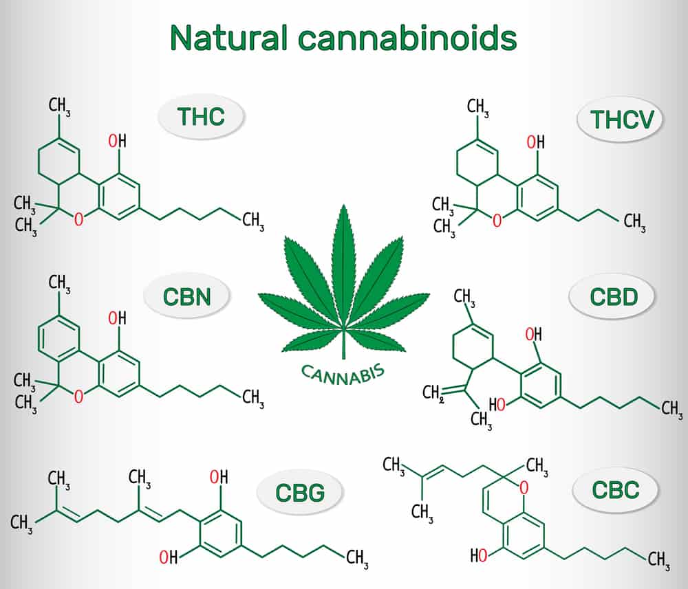 Everything You Need To Know About Marijuana: What Is Cannabis?