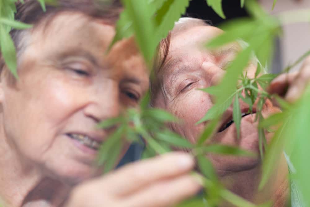 Should Medical Marijuana Be Given To Seniors?