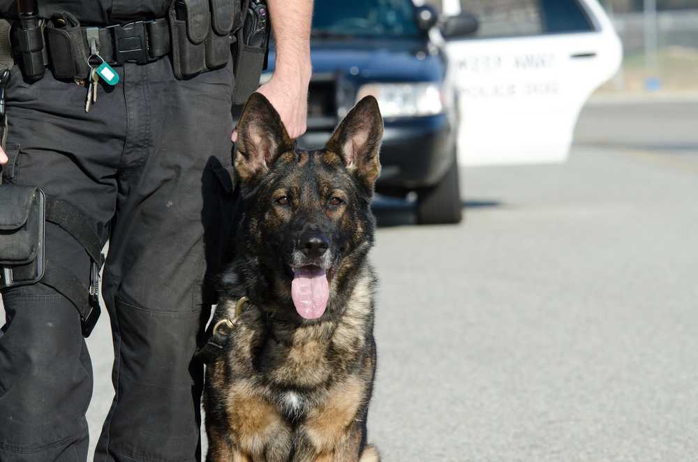 Is it Possible to Trick a Drug-Sniffing Dog?