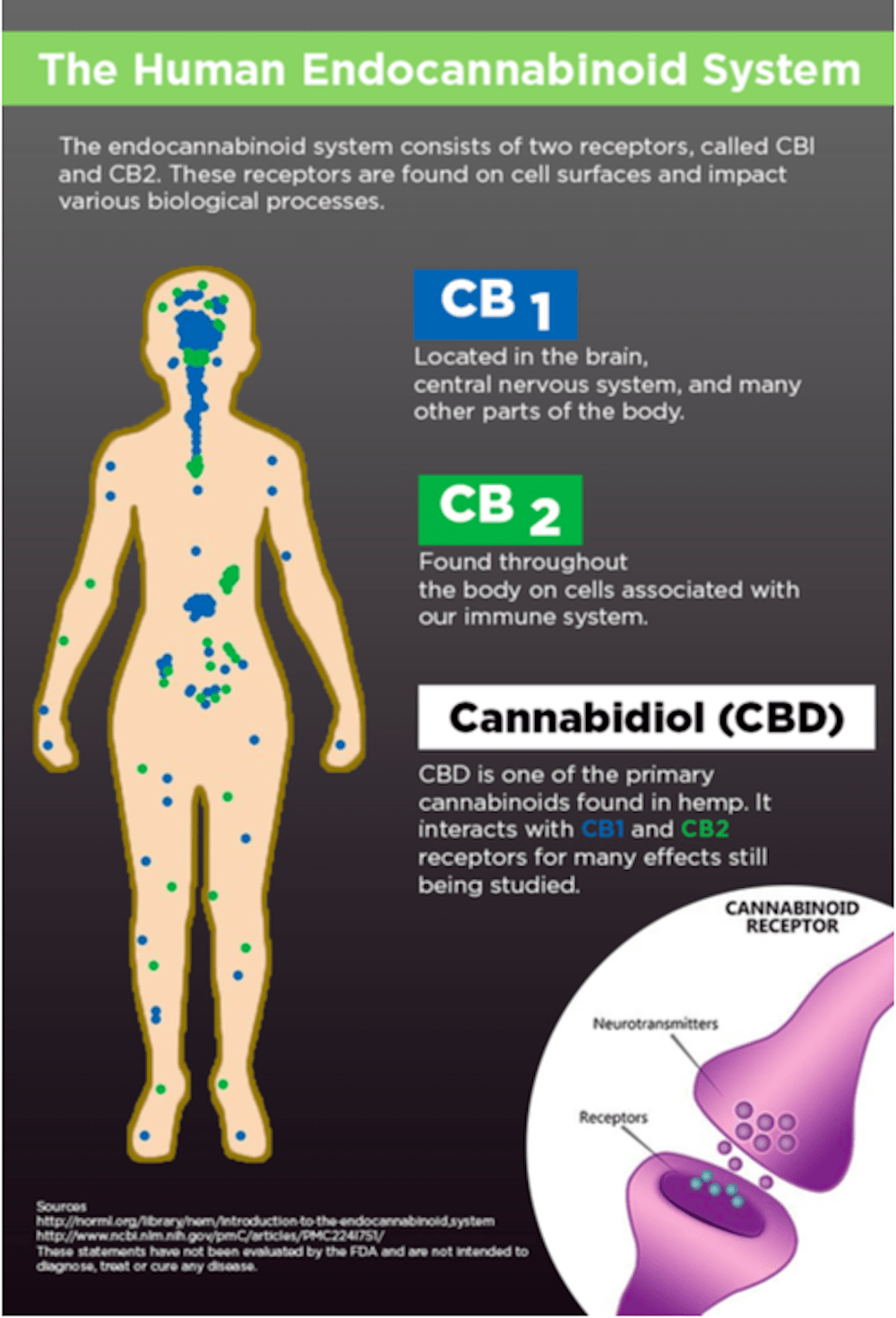 The Endocannabinoid System: What Nobody is Actively Discussing