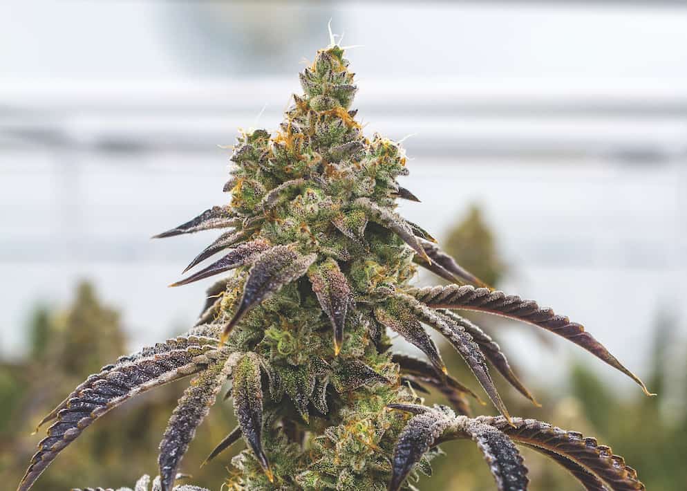 Premium Estate-Grown Cannabis