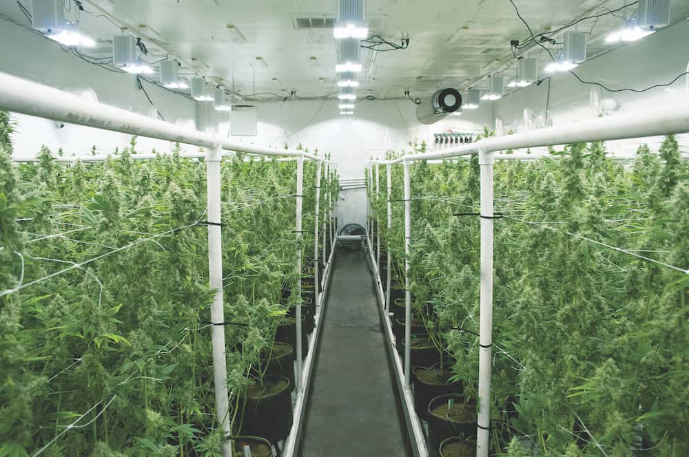 Premium Estate-Grown Cannabis