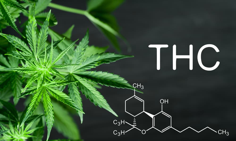 The Ultimate Guide To Cannabinoids In Cannabis