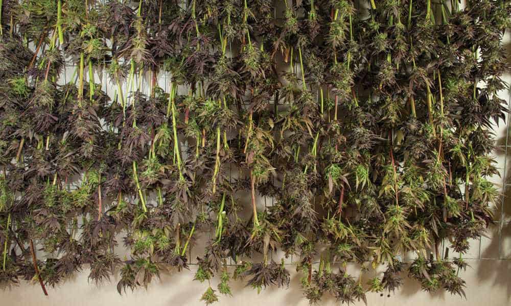 harvesting marijuana plants