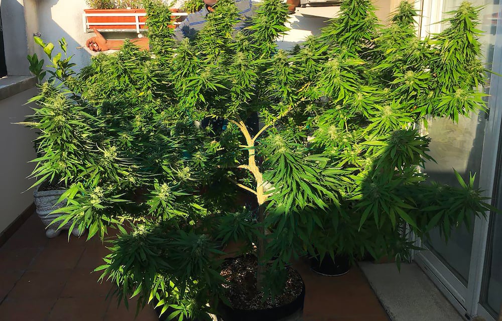 How Autoflowering Cannabis is Changing the World of Growing