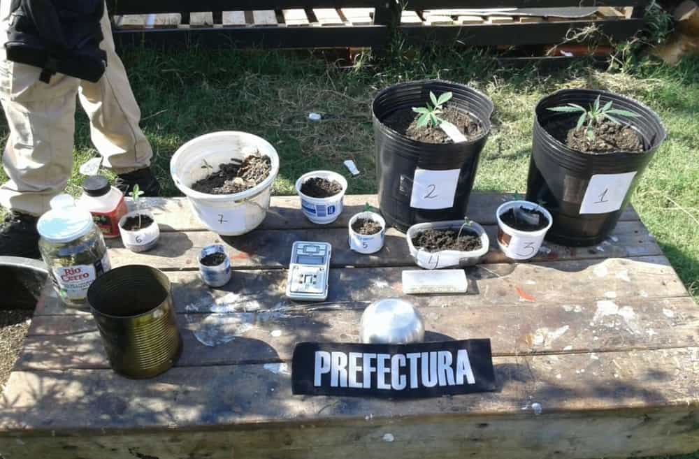 Argentine Feds Flex Single Weed Plant and Seedlings Bust On Twitter
