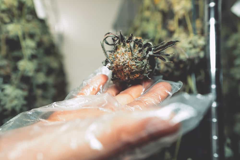 The High Times Pro Guide to Harvesting