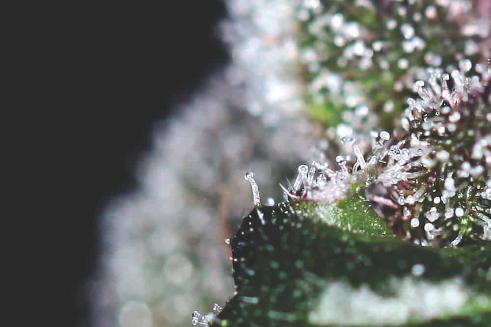 The High Times Pro Guide to Harvesting