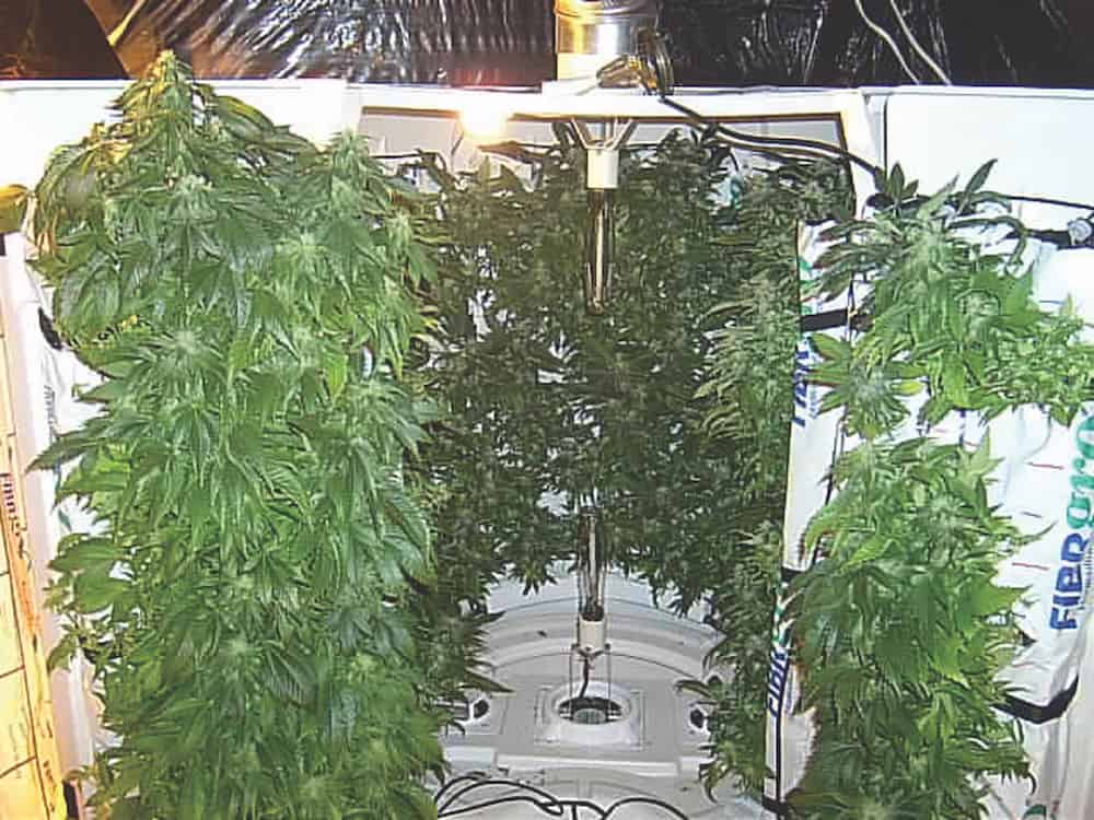 Vertical Growing: Maximize Your Yield in Tight Spaces