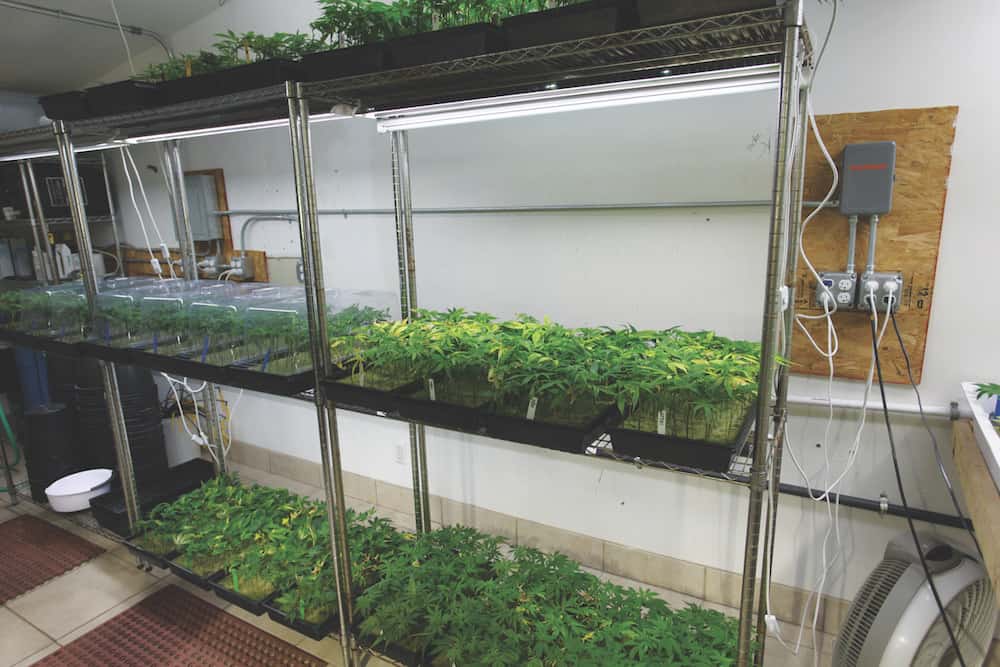 Vertical Growing: Maximize Your Yield in Tight Spaces