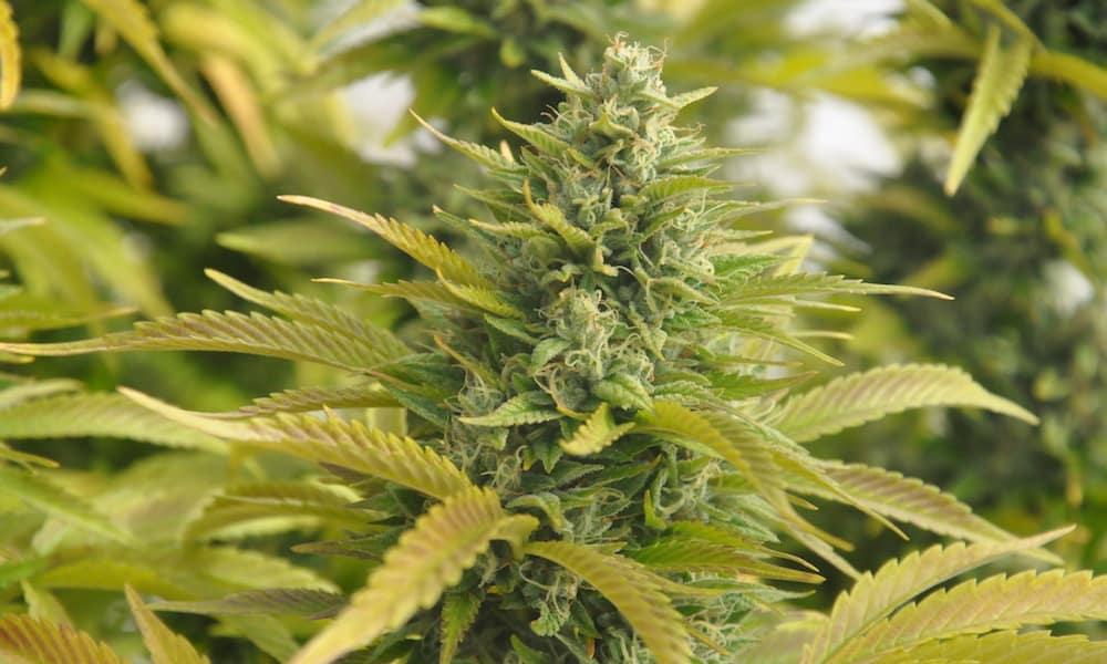 How to Feed Your Trichomes: 5 Lessons in Crop Nutrition