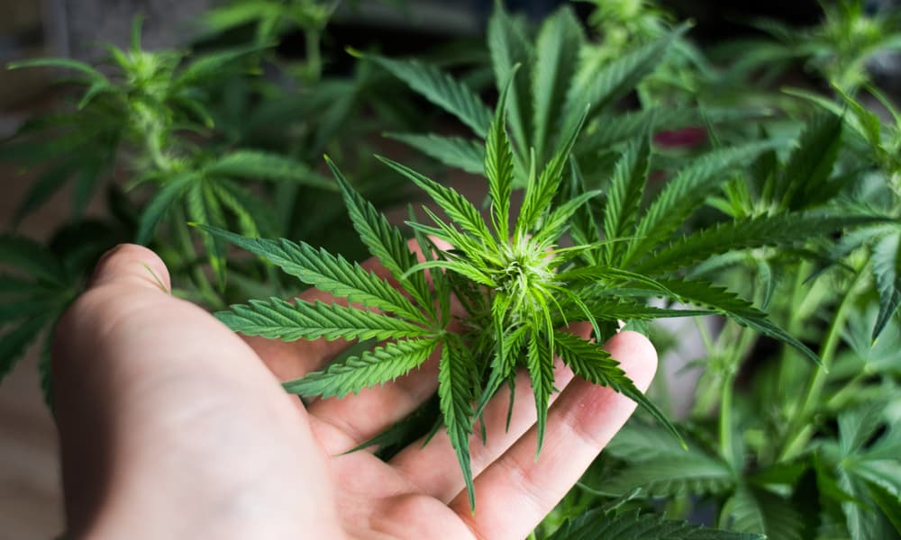 Ohio to Announce Medical Marijuana Dispensary Locations Today | High Times
