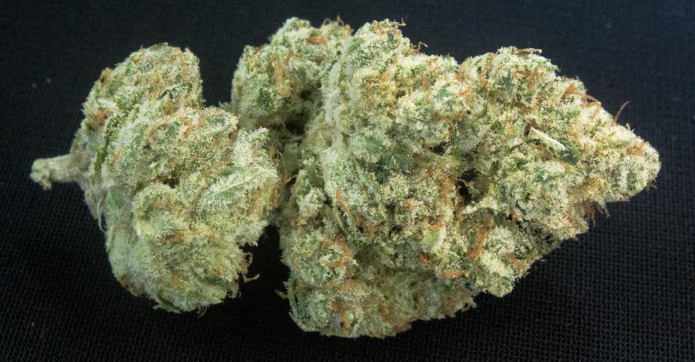 Winners of the 2018 Michigan Cannabis Cup