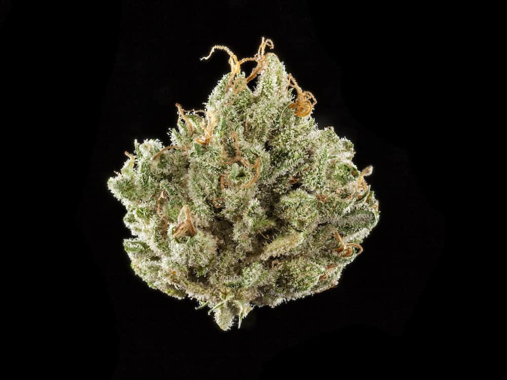 Winners of the 2018 Northern California Cannabis Cup