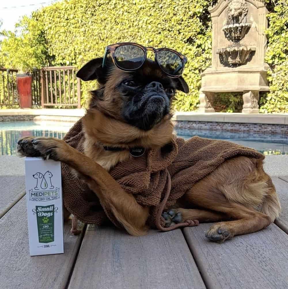 CBD Oil For Dogs: The Ultimate Guide