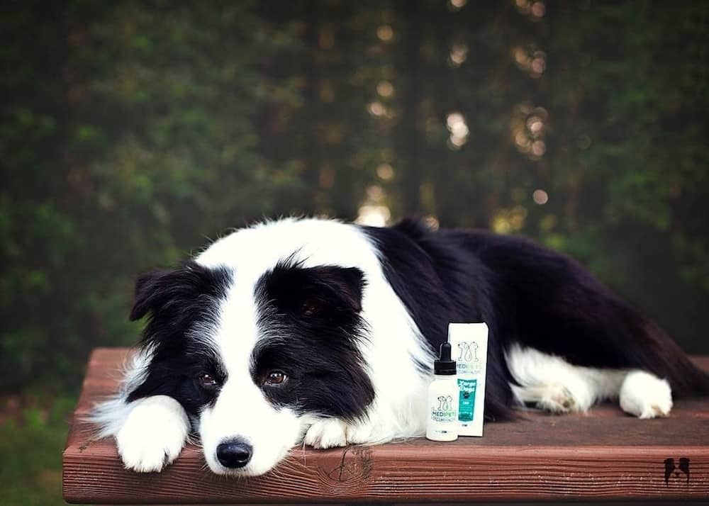 CBD Oil For Dogs: The Ultimate Guide