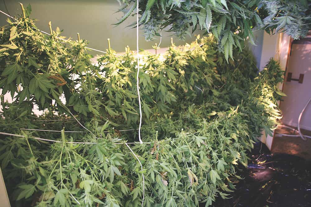 The Ins and Outs of Growing Cannabis at Home