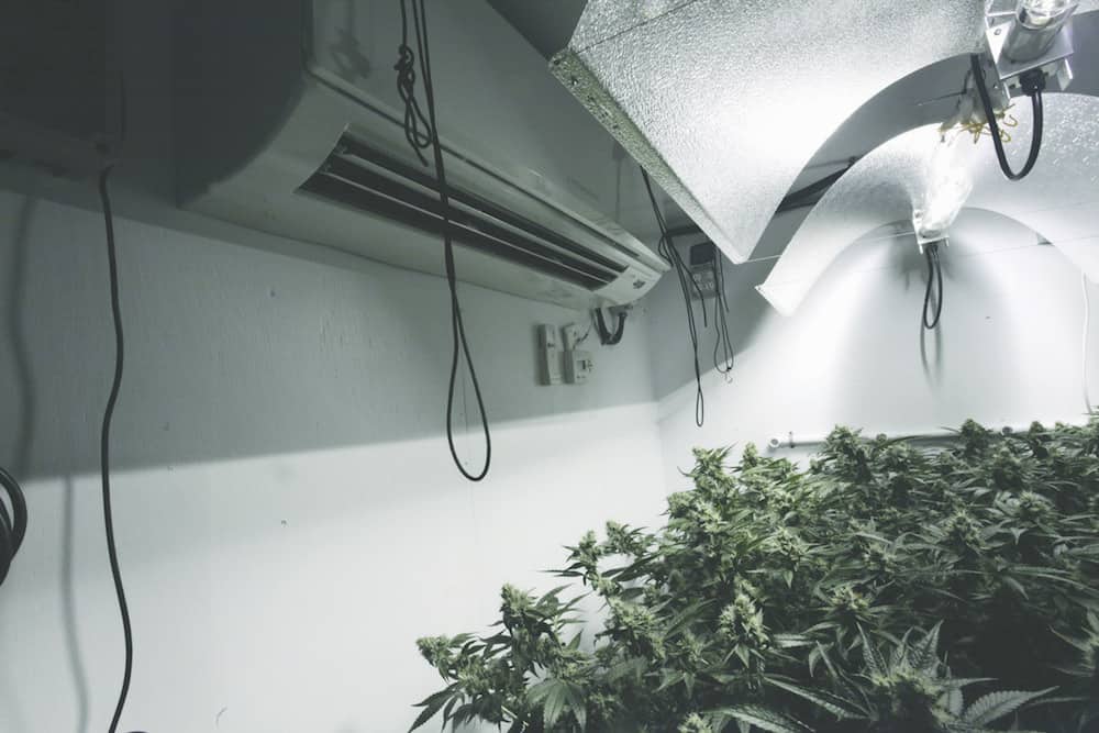 The Ins and Outs of Growing Cannabis at Home