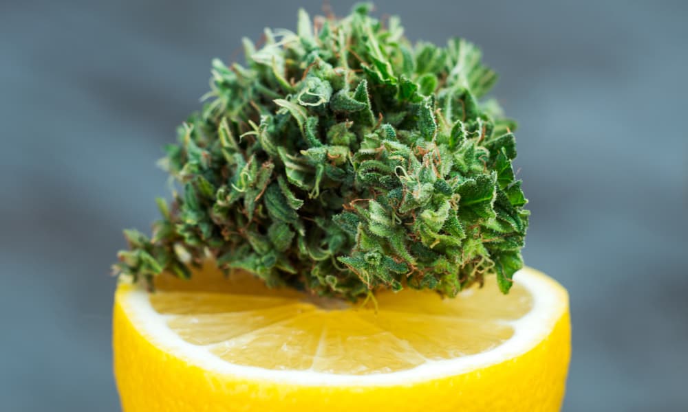 What Is Limonene and What Are Its Benefits? | High Times