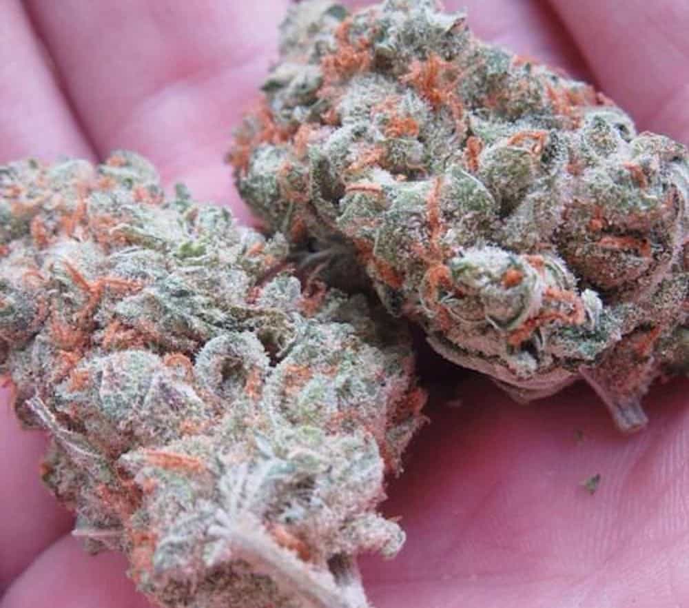 10 Colorful Weed Strains To Brighten Your Day
