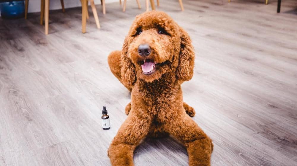 How CBD Oil for Dogs Can Benefit Your Furry Friend