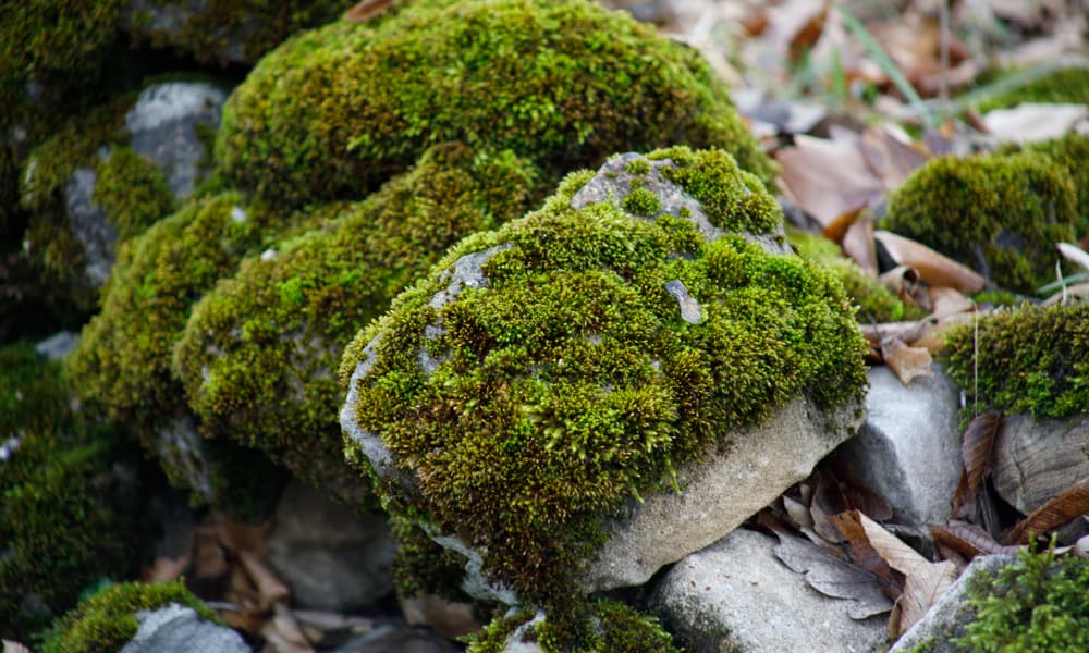 Researchers Find Cannabis-Like Properties in Certain Type of Moss ...