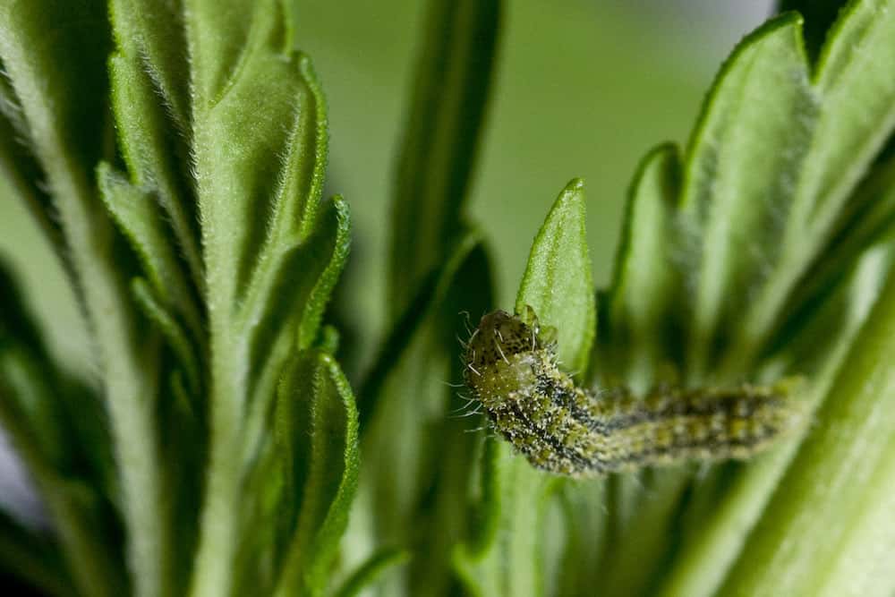 The Most Common Pests Threatening Your Cannabis Plants