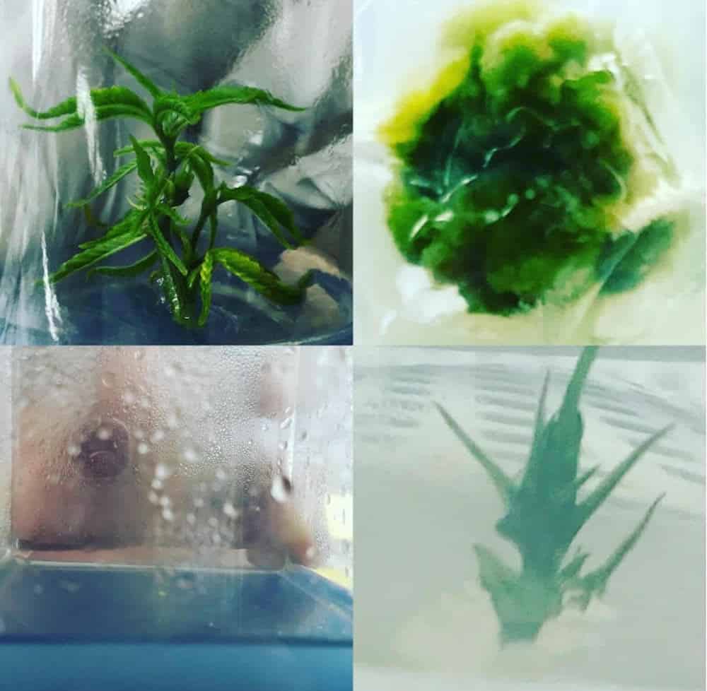 Everything you've ever wanted to know about tissue culture