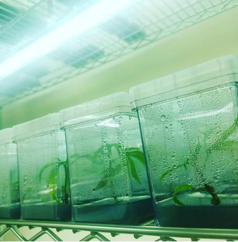 Everything you've ever wanted to know about tissue culture