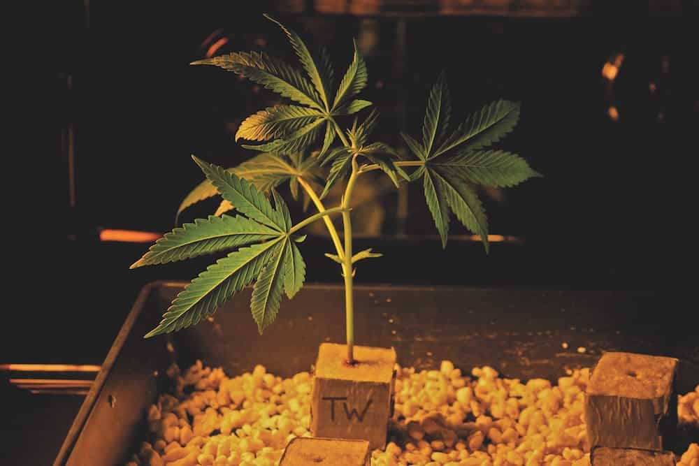Frequently Asked Questions About Cloning Cannabis