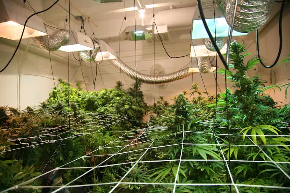 Troubleshooting for Beginner Pot Growers